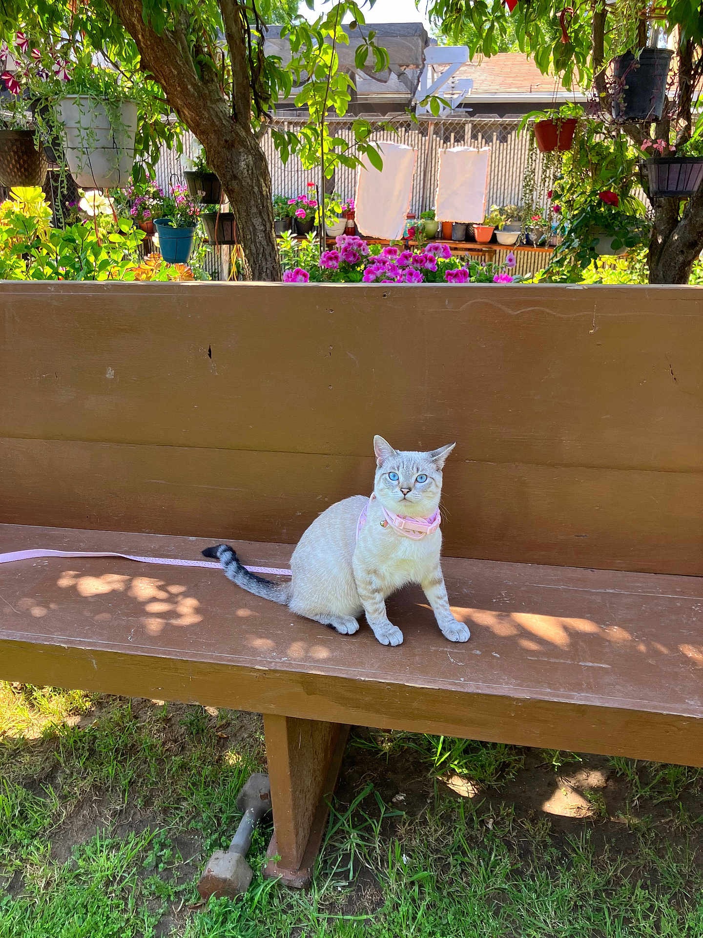 Marshie joined the competition — help win amazing prizes! cat, bench, garden, plants, flowers, pink_collar, blue_eyes, wooden_bench, sunlight, shadow, outdoor, nature, grass, tree, pet, animal, leaf, colorful, flora, feline
