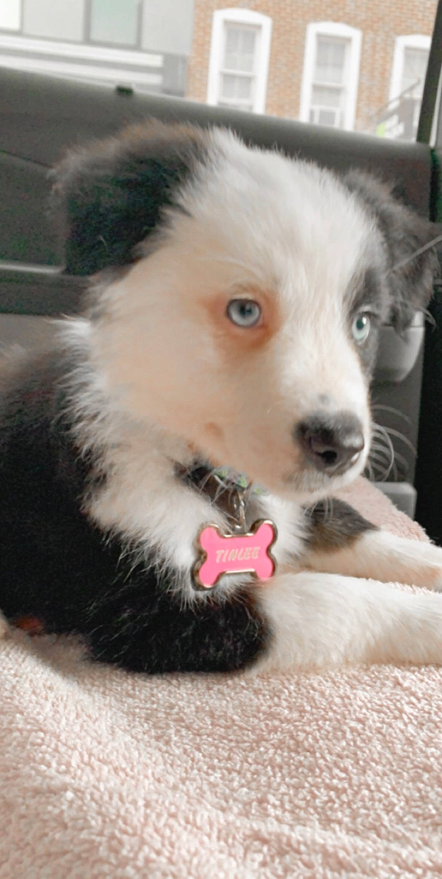Tinlee joined the competition — help win amazing prizes! australian_collie, australian_shepherd, border_collie, canidae, carnivore, companion_dog, dog, dog_breed, herding_dog, mammal, miniature_australian_shepherd, nose, puppy, rare_breed_dog, snout, vertebrate, working_dog