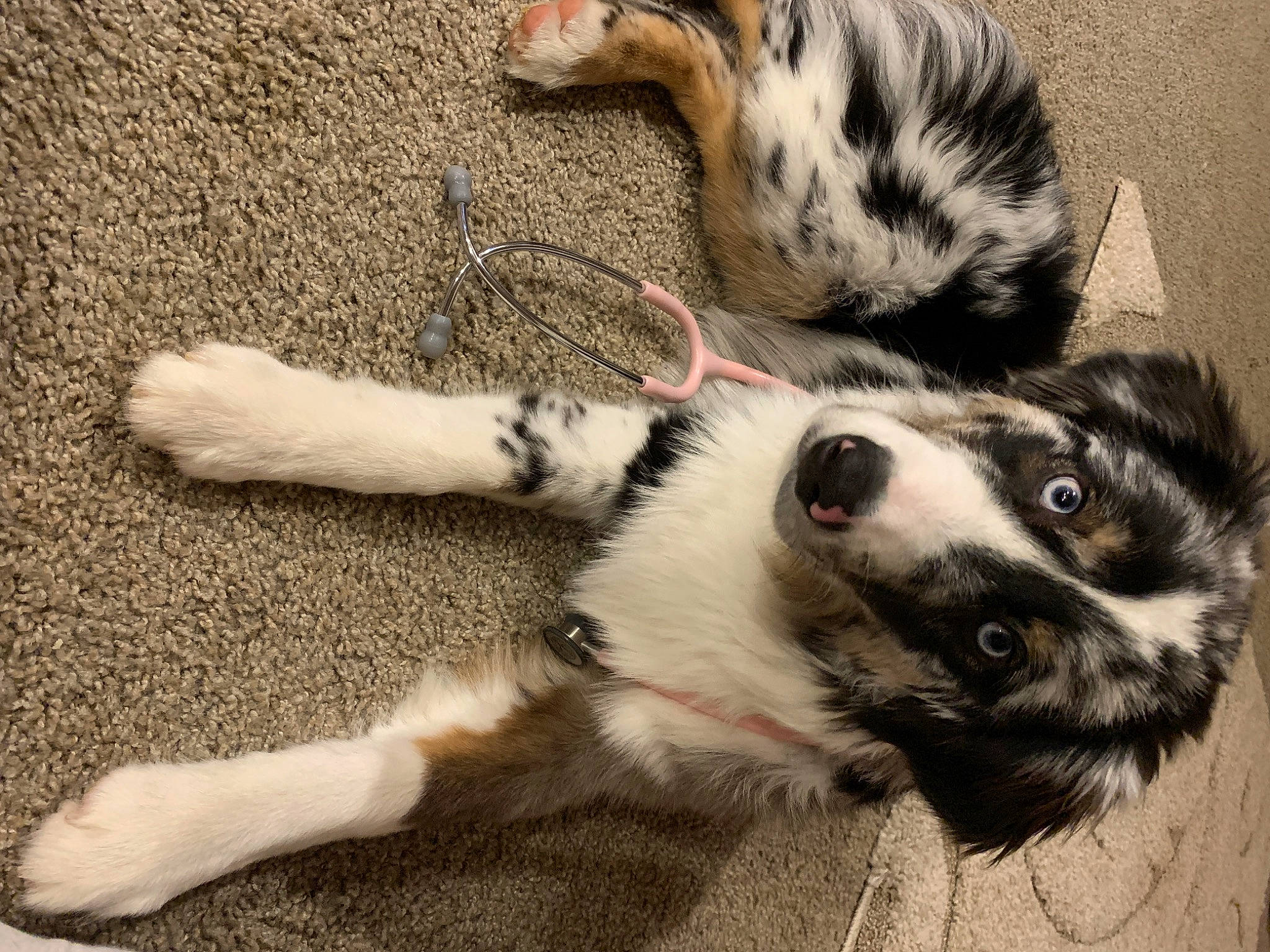 Colt joined the competition — help win amazing prizes! canidae, carnivore, claw, companion_dog, dog_breed, domestic_short_haired_cat, felidae, foot, fur, paw, small_to_medium_sized_cats, sporting_group, tail, terrestrial_animal, whiskers