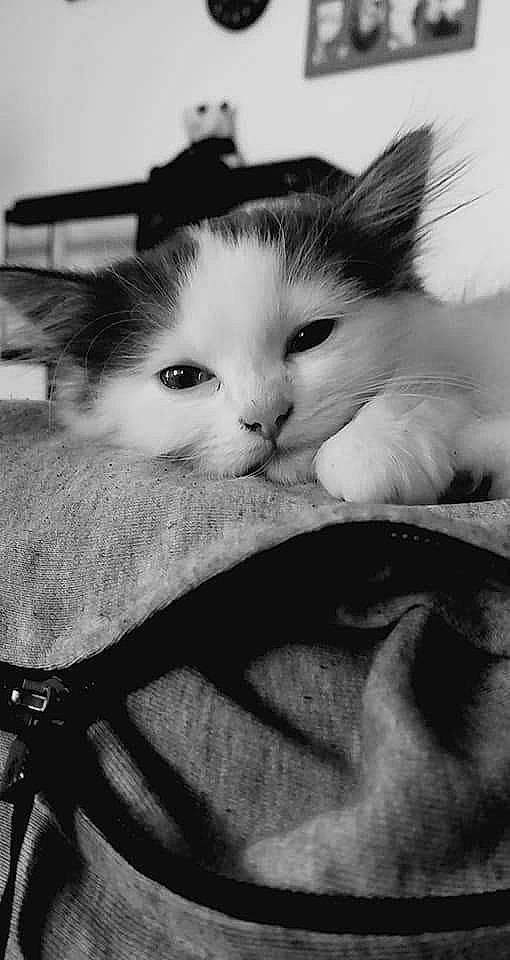 Tylia a rejoint le concours — aidez-le/la à gagner de superbes lots ! asian, black_and_white, carnivore, cat, domestic_short_haired_cat, ear, eye, felidae, fur, kitten, mammal, monochrome, monochrome_photography, nose, photography, ragdoll, small_to_medium_sized_cats, snout, whiskers