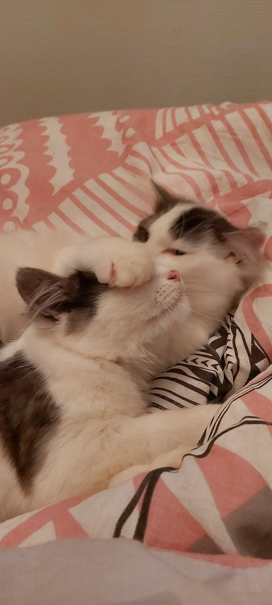 Tylia participe au concours pour gagner de l'argent avec cette photo : aegean_cat, asian, carnivore, cat, domestic_short_haired_cat, ear, european_shorthair, felidae, fur, kitten, mammal, nap, norwegian_forest_cat, nose, paw, polydactyl_cat, skin, small_to_medium_sized_cats, whiskers