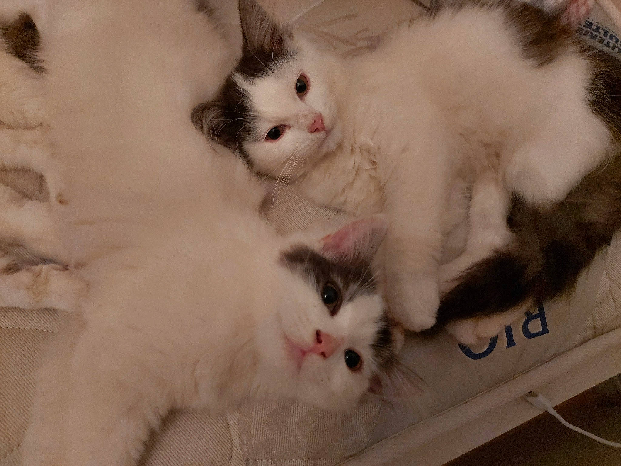 Tylia a rejoint le concours — aidez-le/la à gagner de superbes lots ! aegean_cat, british_semi_longhair, carnivore, cat, ear, felidae, fur, kitten, mammal, norwegian_forest_cat, paw, polydactyl_cat, ragamuffin, ragdoll, small_to_medium_sized_cats, turkish_angora, turkish_van, vertebrate, whiskers