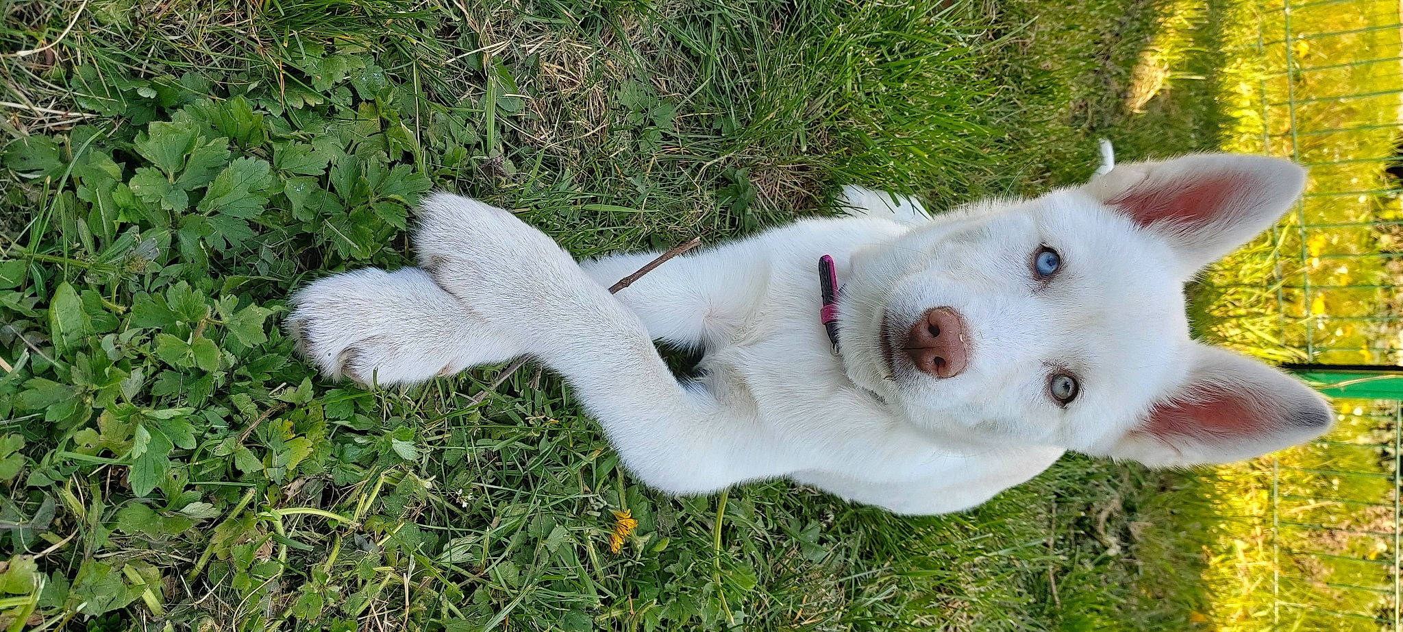 Laïka a rejoint le concours — aidez-le/la à gagner de superbes lots ! berger_blanc_suisse, canidae, carnivore, dog, dog_breed, fawn, grass, korean_jindo_dog, labrador_husky, mammal, non_sporting_group, pungsan_dog, puppy, tail, vertebrate, white_shepherd