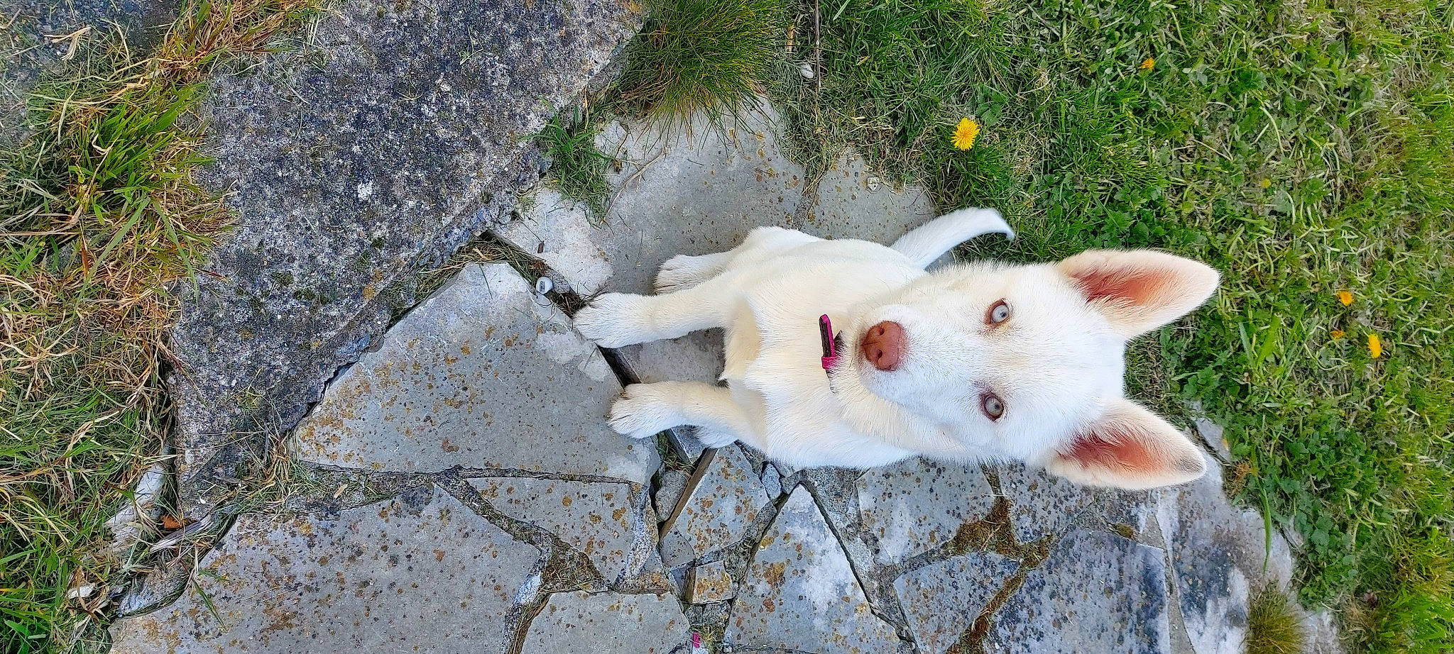 Laïka a rejoint le concours — aidez-le/la à gagner de superbes lots ! berger_blanc_suisse, canidae, carnivore, dog, dog_breed, fawn, kintamani, mammal, non_sporting_group, pungsan_dog, white_shepherd