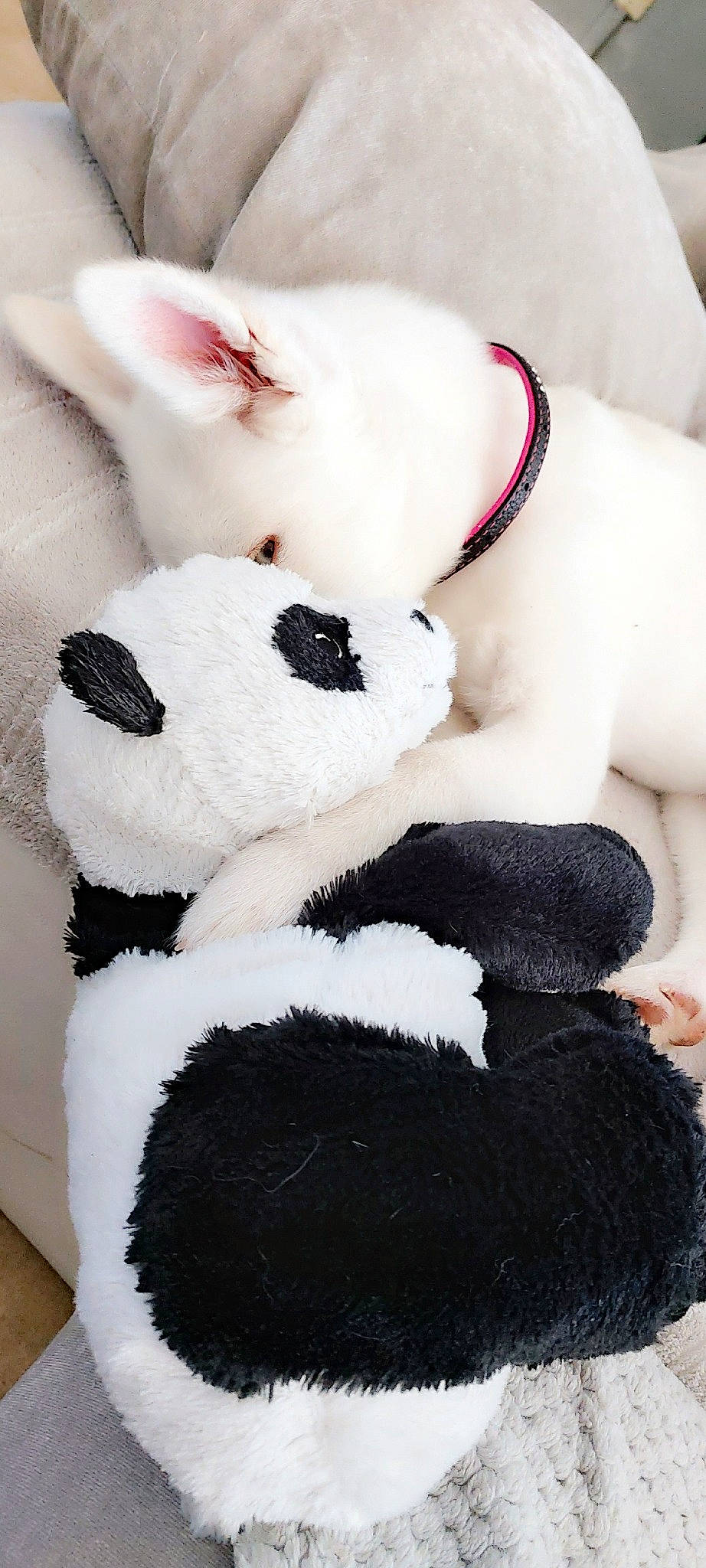 Laïka participe au concours pour gagner de l'argent avec cette photo : canidae, fur, plush, stuffed_toy, toy