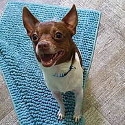 Scooby is registered to the contest to win money with this photo: animal, blue_collar, blue_mat, brown_dog, canine, close_up, cute, dog, domestic, ears_up, floor_tile, friendly, happy_dog, indoor, looking_up, pet, small_dog, smiling, standing, white_fur