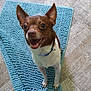 animal, blue_collar, blue_mat, brown_dog, canine, close_up, cute, dog, domestic, ears_up, floor_tile, friendly, happy_dog, indoor, looking_up, pet, small_dog, smiling, standing, white_fur
