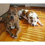 Brutus is registered to the contest to win money with this photo: dog, dogs, indoor, wooden_floor, sunlight, shadow, pet, canine, relaxed, lying_down, sitting, brown, white, mixed_breed, ears, paw, animal, companion, domestic, house