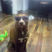 Luna joined the competition — help win amazing prizes! dog, sunglasses, toy, wooden_floor, indoor, brown_dog, pet, flooring, furniture, sneaker, household, casual, blurred, accessory, domestic_animal, floor, living_space, seated, quiet, companion