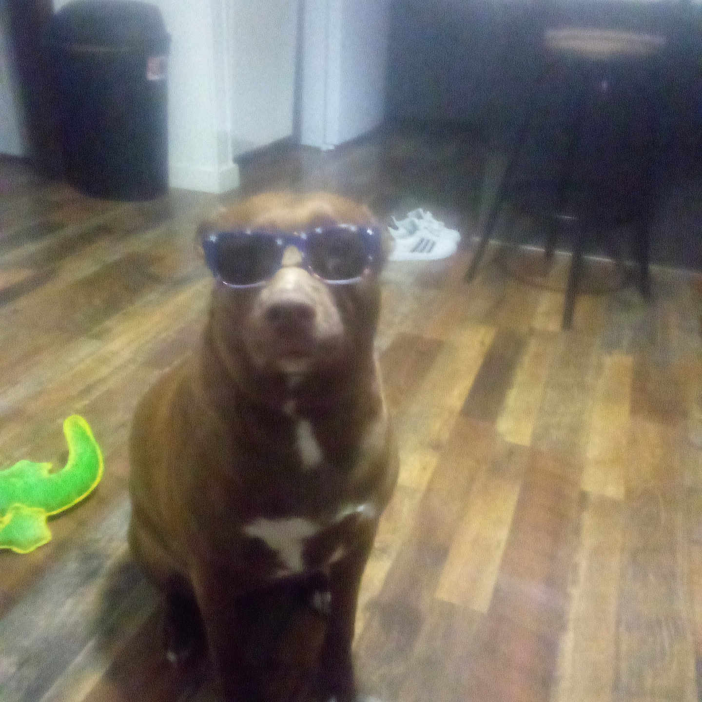 Luna joined the competition — help win amazing prizes! accessory, blurred, brown_dog, casual, companion, dog, domestic_animal, floor, flooring, furniture, household, indoor, living_space, pet, quiet, seated, sneaker, sunglasses, toy, wooden_floor