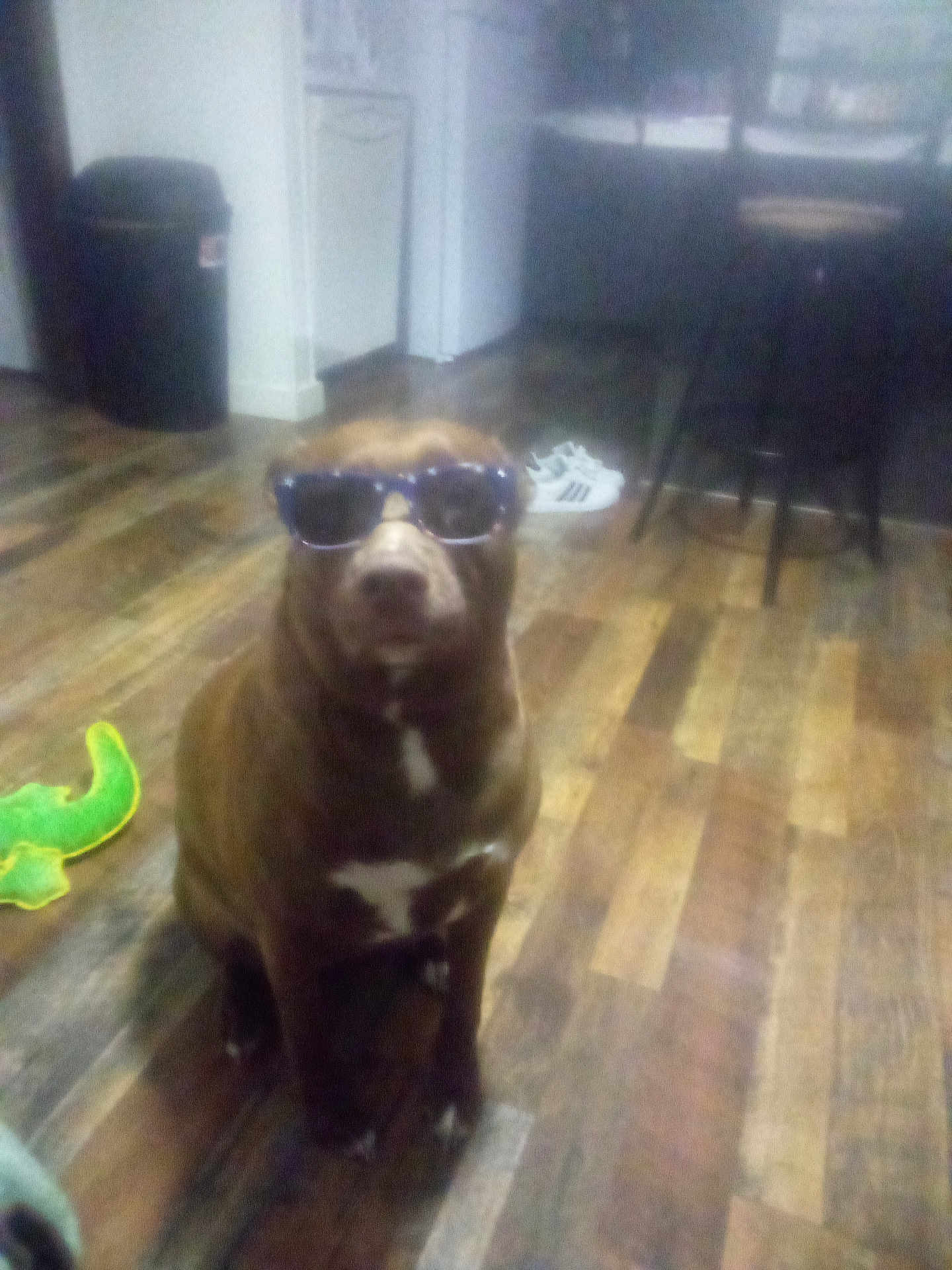 Luna joined the competition — help win amazing prizes! dog, sunglasses, toy, wooden_floor, indoor, brown_dog, pet, flooring, furniture, sneaker, household, casual, blurred, accessory, domestic_animal, floor, living_space, seated, quiet, companion