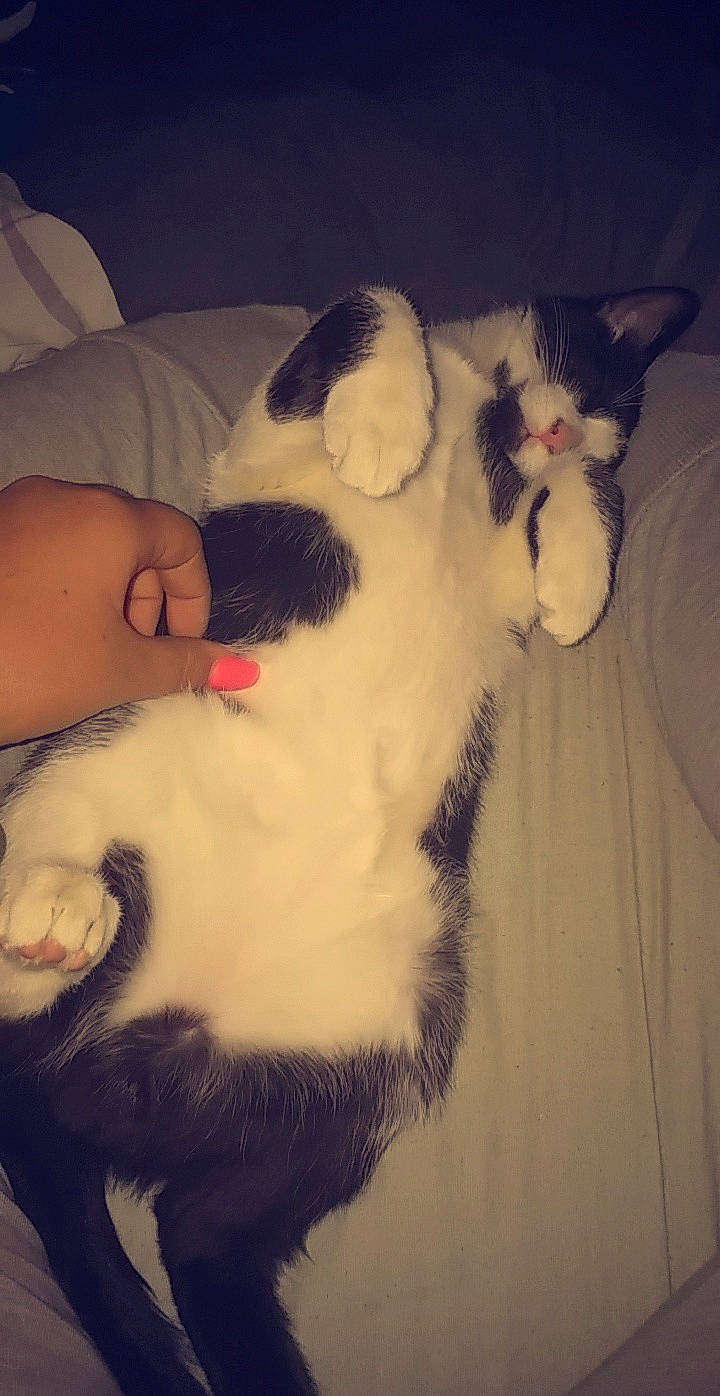 Natsu a rejoint le concours — aidez-le/la à gagner de superbes lots ! carnivore, cat, domestic_short_haired_cat, ear, eye, felidae, fur, japanese_bobtail, nose, paw, polydactyl_cat, small_to_medium_sized_cats, snout, snowshoe, tail, whiskers