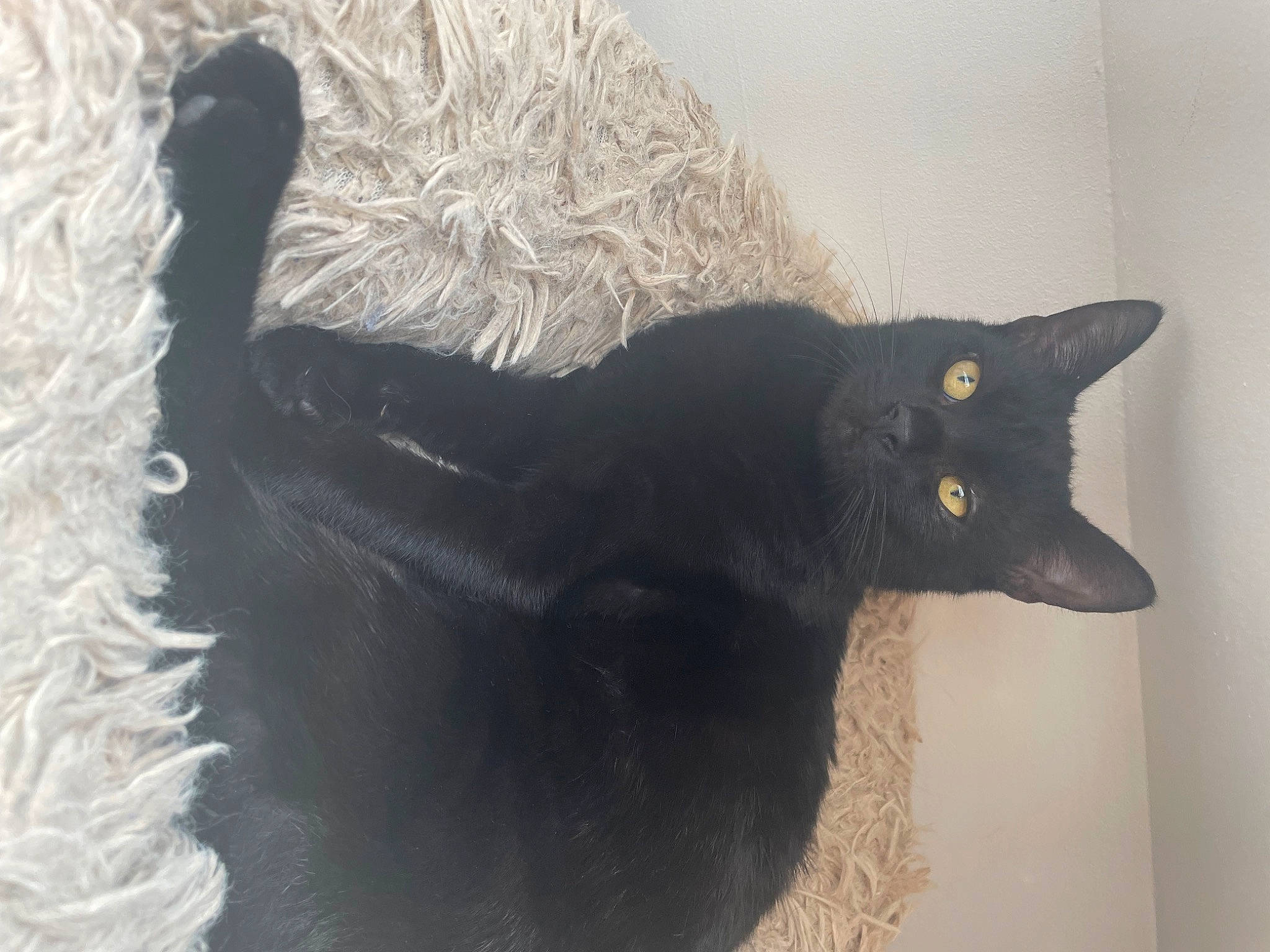 Sushi a rejoint le concours — aidez-le/la à gagner de superbes lots ! black_cat, bombay, carnivore, cat, claw, domestic_short_haired_cat, felidae, fur, grey, small_to_medium_sized_cats, snout, tail, terrestrial_animal, whiskers, window