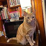 Prince is registered to the contest to win money with this photo: books, bookshelf, cat, container, cozy, domestic_cat, ears, eyes, feline, fur, furniture, household, indoor, lamp, orange_tabby, pet, table, tail, whiskers, wooden_cabinet