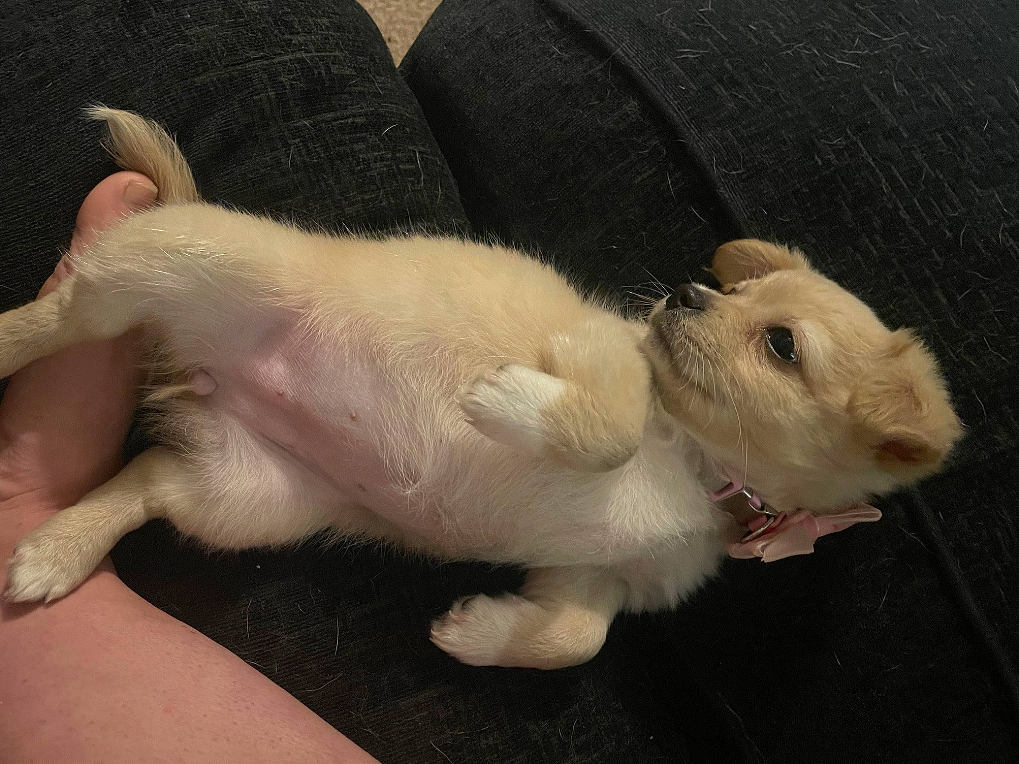 Aria joined the competition — help win amazing prizes! canidae, cat, claw, fawn, felidae, foot, fur, mouse, muroidea, paw, rat, rodent, small_to_medium_sized_cats, stuffed_toy, tail, terrestrial_animal, toy, whiskers