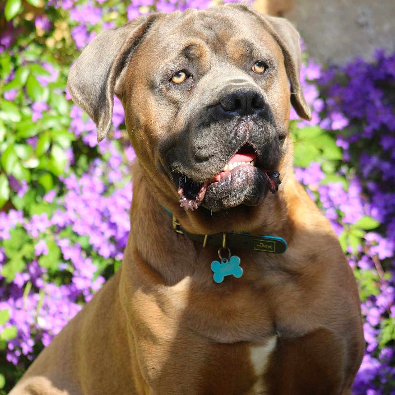 Uno participe au concours pour gagner de l'argent avec cette photo : animal, brown_coat, canine, closeup, collar, dog, ears, flower, garden, muzzle, nature, outdoor, pet, portrait, purple_flower, sitting, summer, sunlight, tag, vibrant
