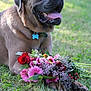 Uno participe au concours pour gagner de l'argent avec cette photo : animal, brown_dog, canine, closeup, collar, colorful_flowers, dog, flower_bouquet, grass, greenery, happy, large_dog, nature, outdoor, panting, pet, relaxed, resting, summer, tag