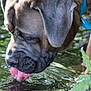 animal, canine, close_up, collar, daylight, dog, drinking, ear, fur, greenery, muzzle, nature, outdoor, pet, reflection, ripples, snout, tongue, tongue_out, water
