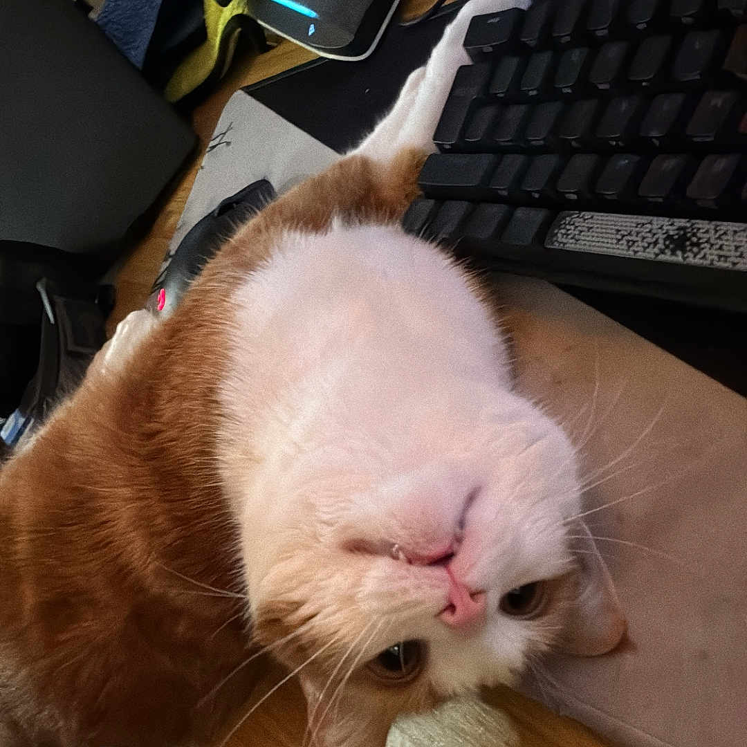 Mochi is registered to the contest to win money with this photo: cat, closeup, computer_mouse, cozy, curious, desk, electronics, feline, home_office, indoor, indoor_lighting, keyboard, mousepad, orange_cat, pet, technology, upside_down, whiskers, white_cat, wooden_desk