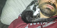 Nermal is registered to the contest to win money with this photo: animal, beard, casual, cat, clothing, companion, couch, cozy, face, fur, indoor, kitten, man, nip, pet, pillow, relaxing, rest, snuggling, zipper