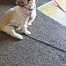brown_and_white, carpet, cleaning_supplies, collar, companion, curious, cute, dog, domestic_animal, floor, furniture, household_items, indoor, leash, leash_attached, looking_up, mountain_dew, pet, sitting, small_dog