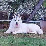 Wolf a rejoint le concours — aidez-le/la à gagner de superbes lots ! animal, backyard, black_borders, canine, daylight, dog, ears, fence, fluffy, garden, grass, lying_down, outdoor, pet, plants, portrait, relaxed, tongue_out, trees, white_dog