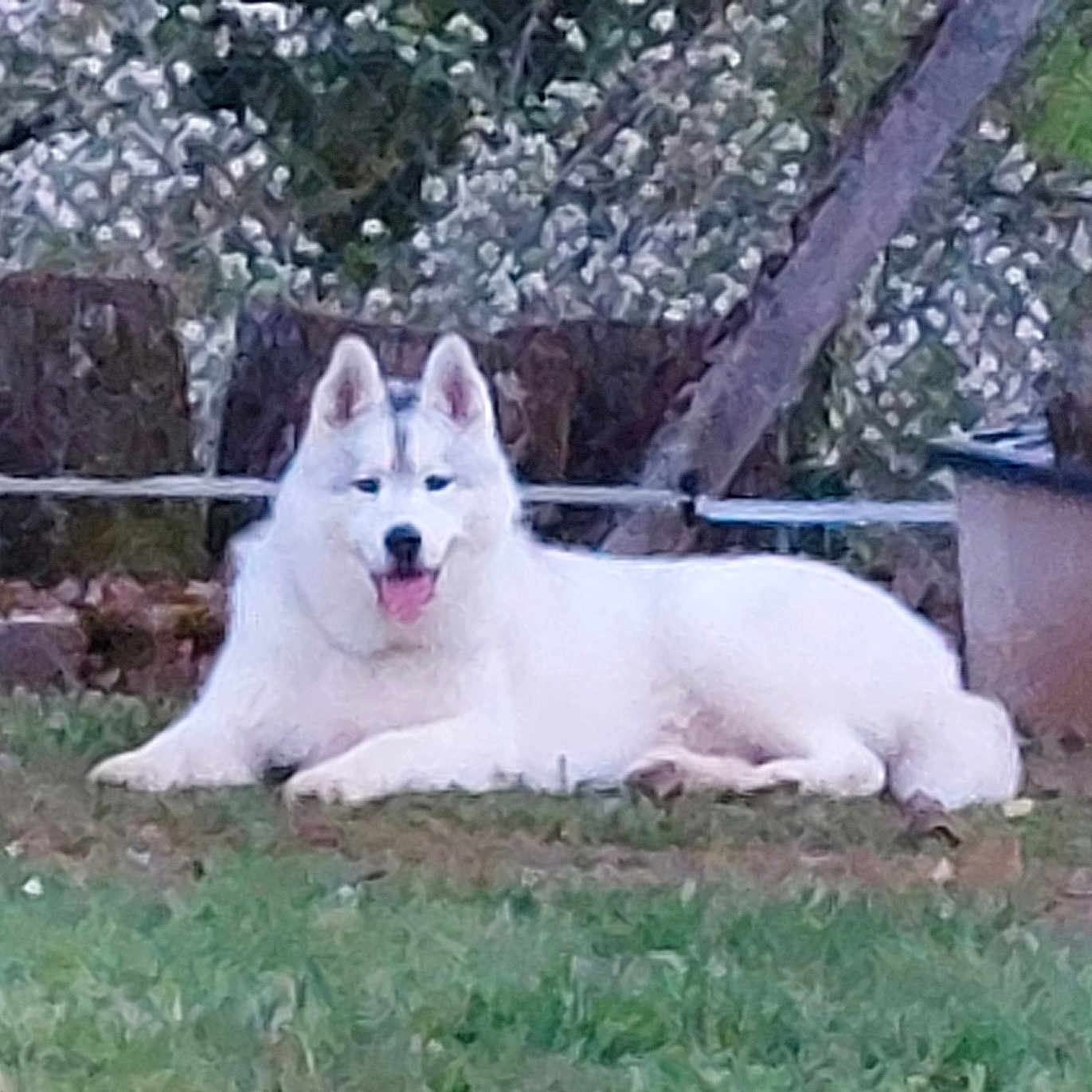 Wolf