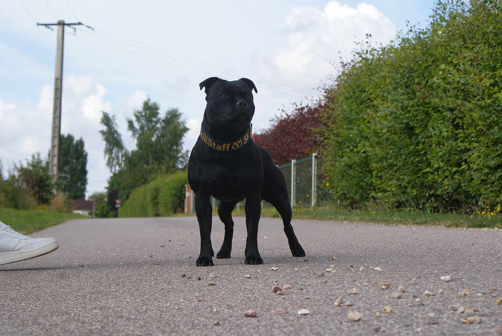 Raykon participe au concours pour gagner de l'argent avec cette photo : dog, black_dog, staffordshire_bull_terrier, collar, road, outdoor, greenery, hedge, trees, cloudy_sky, sidewalk, footwear, shoe, pet, animal, standing, nature, fence, power_lines, daytime