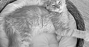 Nila a rejoint le concours — aidez-le/la à gagner de superbes lots ! animal, basket, cat, comfortable, cozy, cushion, cute, domestic_animal, feline, fur, indoor, paw, pet, relaxed, resting, sleeping, sleepy, tail, whiskers, wooden_floor