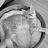animal, basket, cat, comfortable, cozy, cushion, cute, domestic_animal, feline, fur, indoor, paw, pet, relaxed, resting, sleeping, sleepy, tail, whiskers, wooden_floor