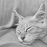 animal, black_and_white, cat, close_up, cozy, cute, ears, face, fur, indoor, mammal, peaceful, pet, portrait, relaxation, resting, sleeping, soft_focus, texture, whiskers