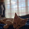 cat, orange_cat, pet, indoor, relaxed, lying_down, blue_blanket, soft_light, window, blurred_background, feline, domestic_animal, cute, sleepy, whiskers, ears, paw, cozy, resting, animal