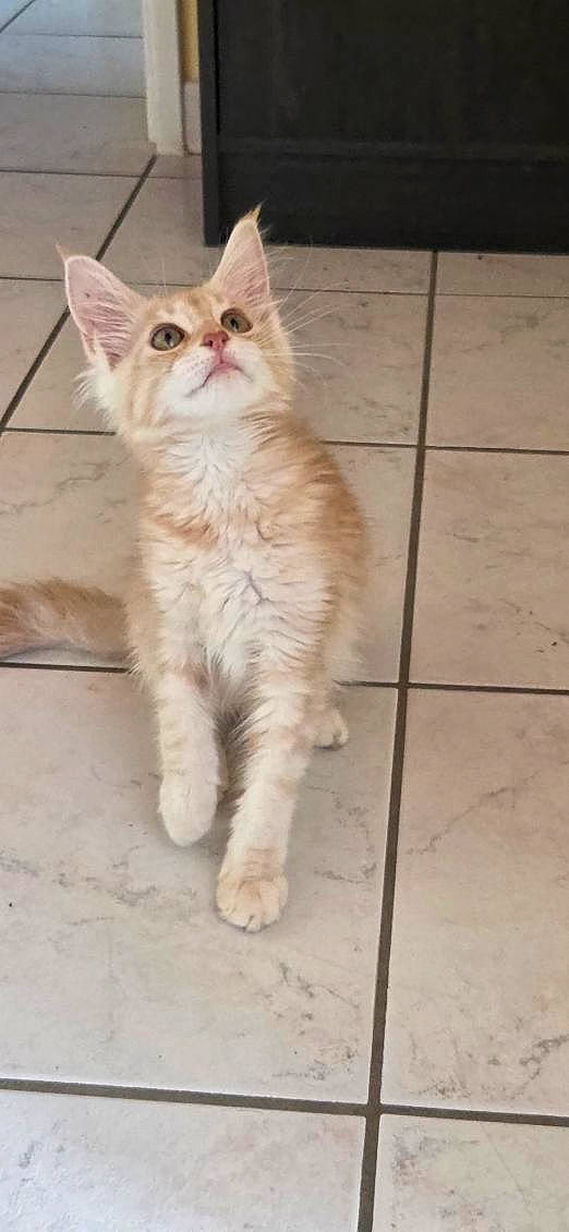animal, cat, curious, cute, domestic_cat, ears, feline, fur, house_pet, indoor, kitten, looking_up, orange_cat, pet, playful, small_animal, standing, tile_floor, whiskers, young_cat