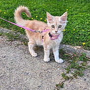 Nila a rejoint le concours — aidez-le/la à gagner de superbes lots ! animal, cat, curious, cute, feline, flowers, fur, grass, greenery, harness, kitten, leash, nature, outdoor, path, pet, small, tail, walking, young