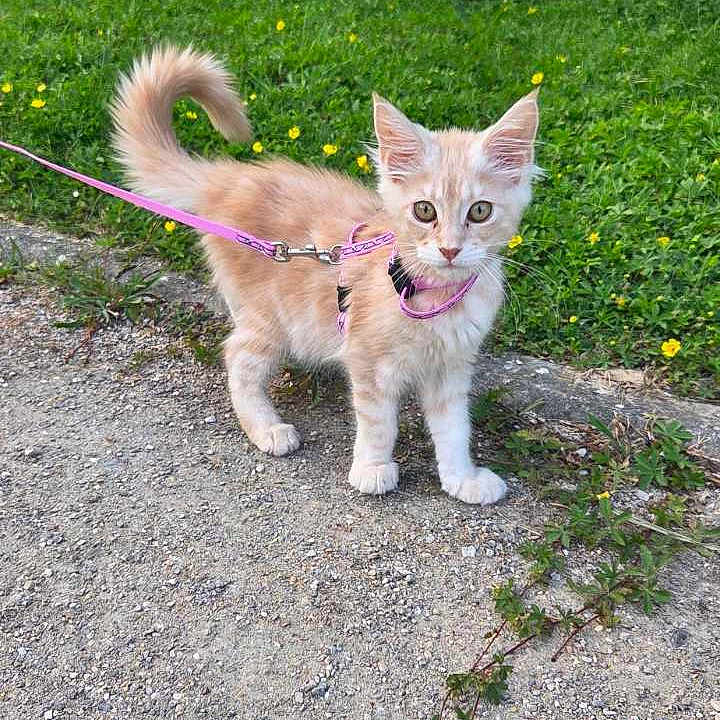 Nila a rejoint le concours — aidez-le/la à gagner de superbes lots ! animal, cat, curious, cute, feline, flowers, fur, grass, greenery, harness, kitten, leash, nature, outdoor, path, pet, small, tail, walking, young