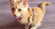 Nila participe au concours pour gagner de l'argent avec cette photo : alert, animal, cat, collar, curious, cute, domestic_animal, ears, feline, floor, fur, indoor, kitten, looking_up, orange_cat, pet, small_animal, tail, whiskers, young