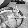 Nila a rejoint le concours — aidez-le/la à gagner de superbes lots ! animal, basket, bedroom, cat, comfort, cozy, cushion, cute, domestic, feline, fur, home, indoor, laying, pet, relaxing, resting, slippers, stretching, wooden_floor