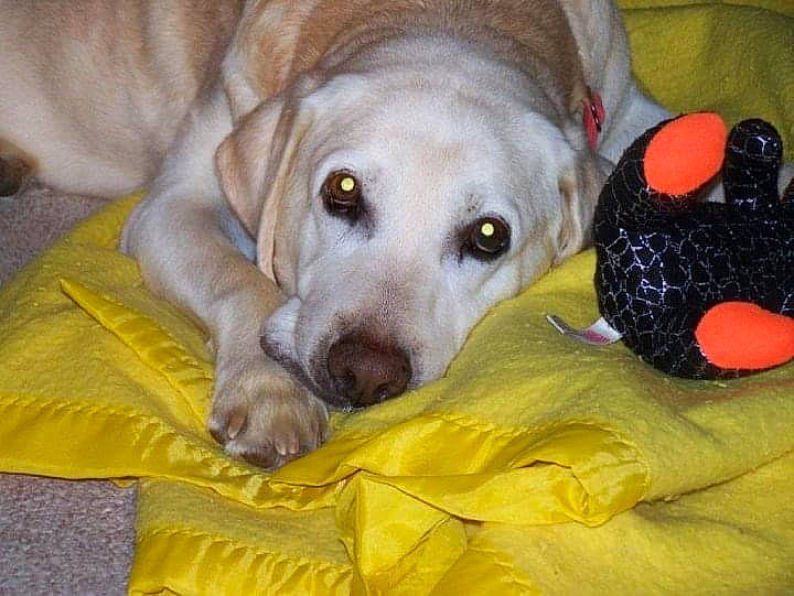 Champion joined the competition — help win amazing prizes! beagador, canidae, carnivore, companion_dog, dog, dog_breed, dog_toy, fawn, labrador_retriever, mammal, nose, puppy, retriever, snout, sporting_group, vertebrate, yellow