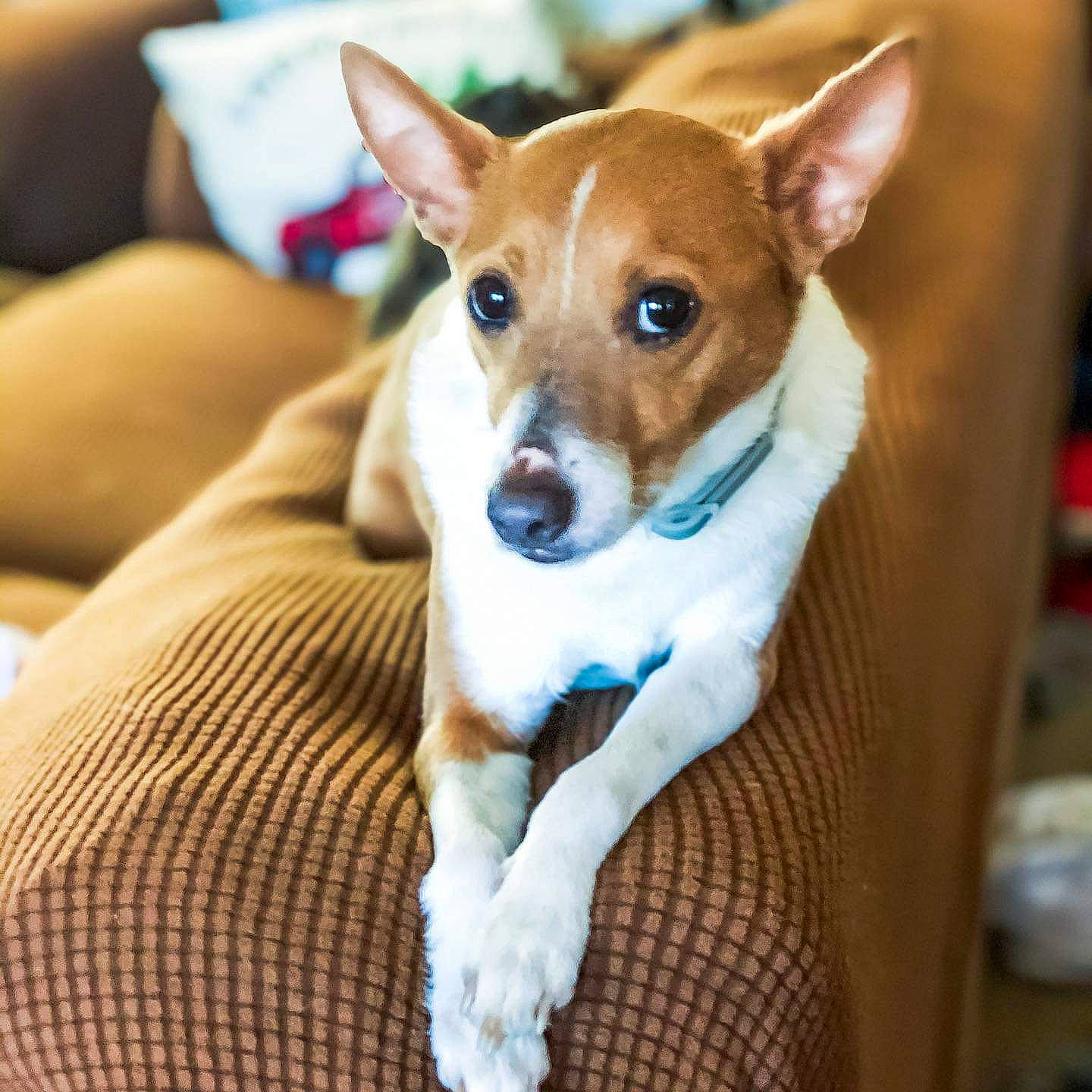 Jessie joined the competition — help win amazing prizes! basenji, canidae, carnivore, carolina_dog, companion_dog, corgi_chihuahua, dog, dog_breed, fawn, feist, mammal, miniature_fox_terrier, puppy, rat_terrier, snout, teddy_roosevelt_terrier, tenterfield_terrier, toy_fox_terrier, treeing_feist, vertebrate