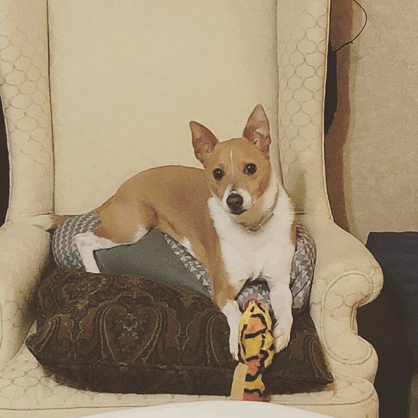 Jessie is registered to the contest to win money with this photo: ancient_dog_breeds, basenji, canidae, cardigan_welsh_corgi, carnivore, carolina_dog, companion_dog, dog, dog_breed, fawn, feist, mammal, new_guinea_singing_dog, norwegian_lundehund, pembroke_welsh_corgi, tail, teddy_roosevelt_terrier, vertebrate, welsh_corgi