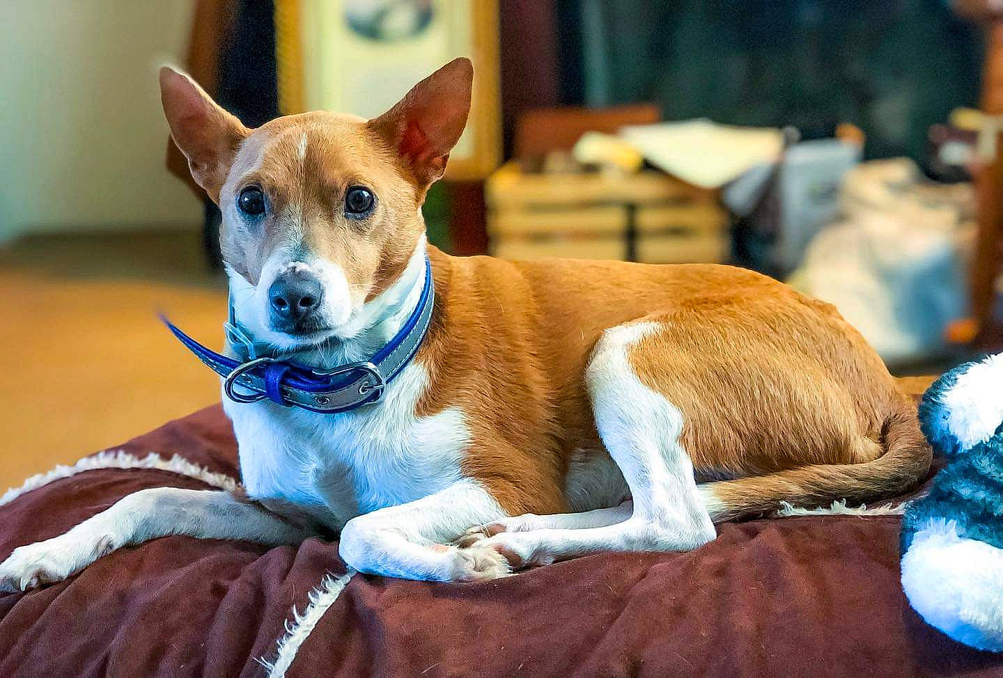 Jessie joined the competition — help win amazing prizes! basenji, canidae, carnivore, carolina_dog, companion_dog, dog, dog_breed, fawn, feist, ibizan_hound, mammal, miniature_fox_terrier, pariah_dog, pembroke_welsh_corgi, rare_breed_dog, rat_terrier, snout, teddy_roosevelt_terrier, vertebrate, welsh_corgi