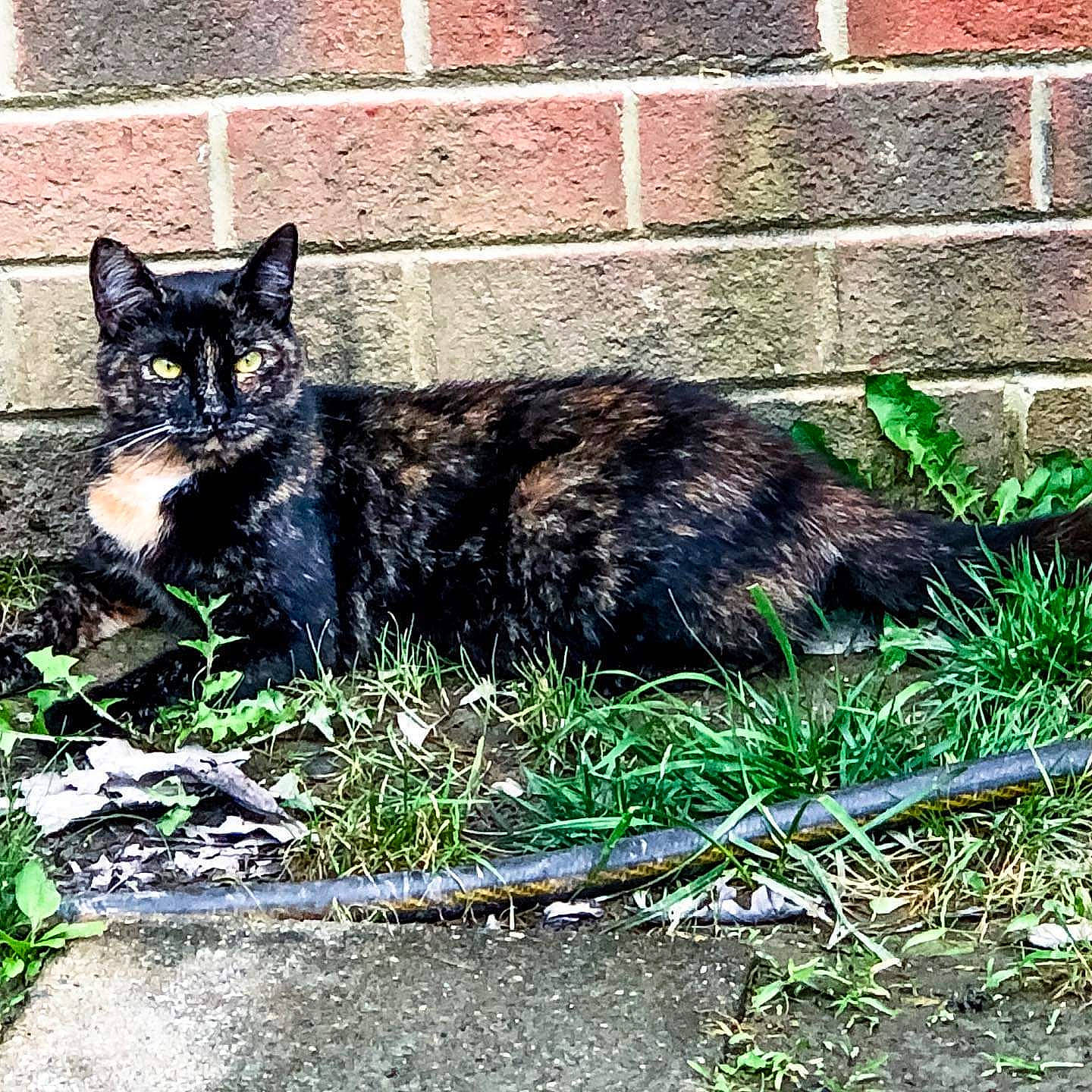 Mocha is registered to the contest to win money with this photo: asian, black_cat, carnivore, cat, domestic_short_haired_cat, dragon_li, european_shorthair, eye, felidae, german_rex, grass, mammal, plant, polydactyl_cat, small_to_medium_sized_cats, tail, whiskers, wild_cat