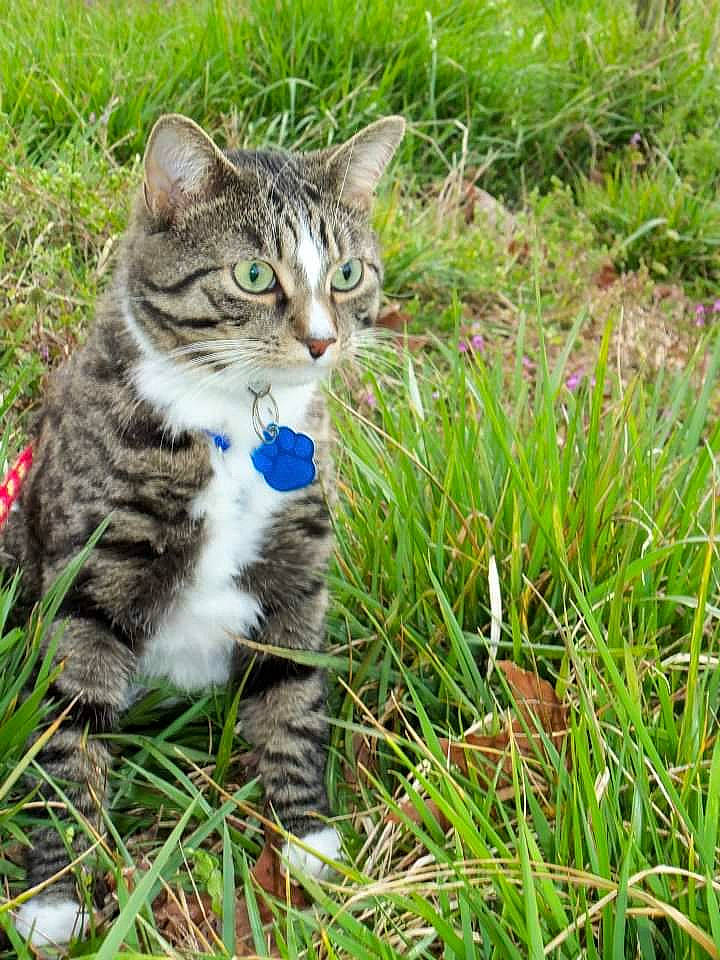 Marley is registered to the contest to win money with this photo: aegean_cat, american_wirehair, carnivore, cat, domestic_short_haired_cat, dragon_li, european_shorthair, felidae, grass, grass_family, kitten, lawn, norwegian_forest_cat, plant, siberian, small_to_medium_sized_cats, tabby_cat, whiskers, wild_cat, wildlife