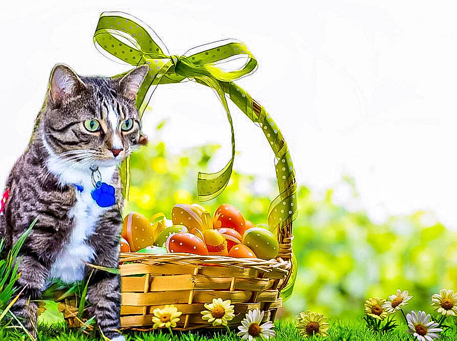 Marley is registered to the contest to win money with this photo: basket, bengal, carnivore, cat, domestic_short_haired_cat, easter, european_shorthair, felidae, grass, hamper, kitten, picnic_basket, plant, small_to_medium_sized_cats, spring, whiskers
