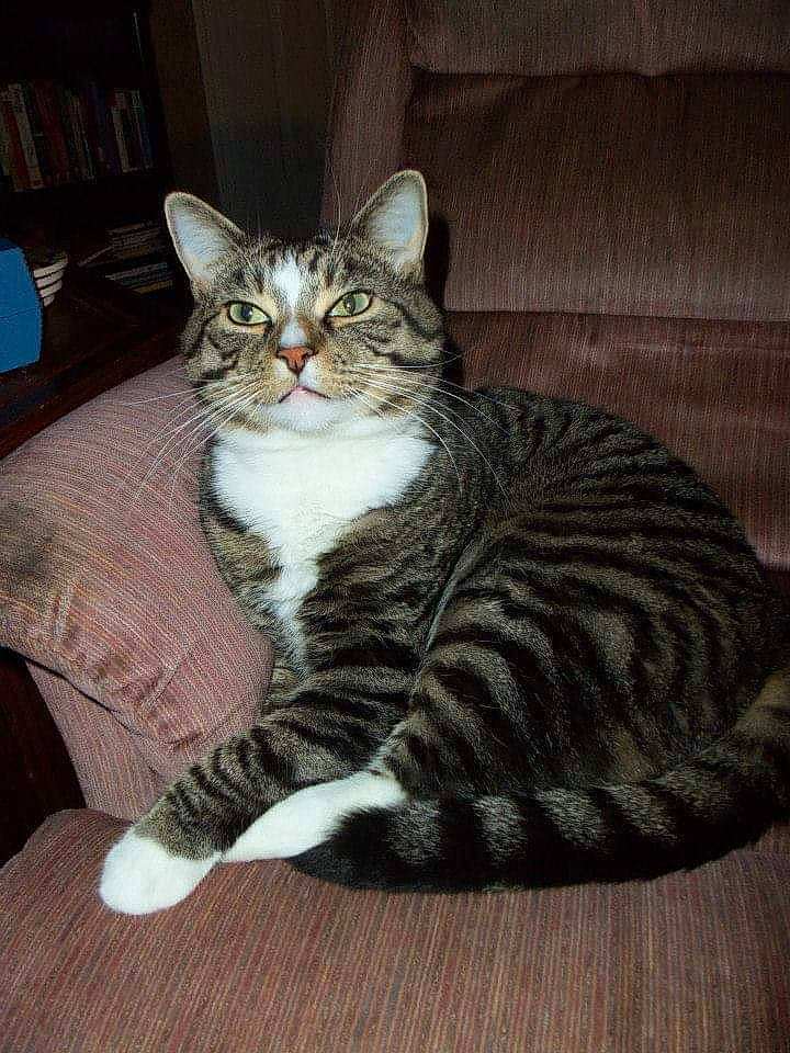 Marley joined the competition — help win amazing prizes! american_bobtail, american_shorthair, american_wirehair, asian, california_spangled, carnivore, cat, domestic_short_haired_cat, dragon_li, european_shorthair, felidae, fur, kitten, mammal, norwegian_forest_cat, small_to_medium_sized_cats, tabby_cat, tail, vertebrate, whiskers