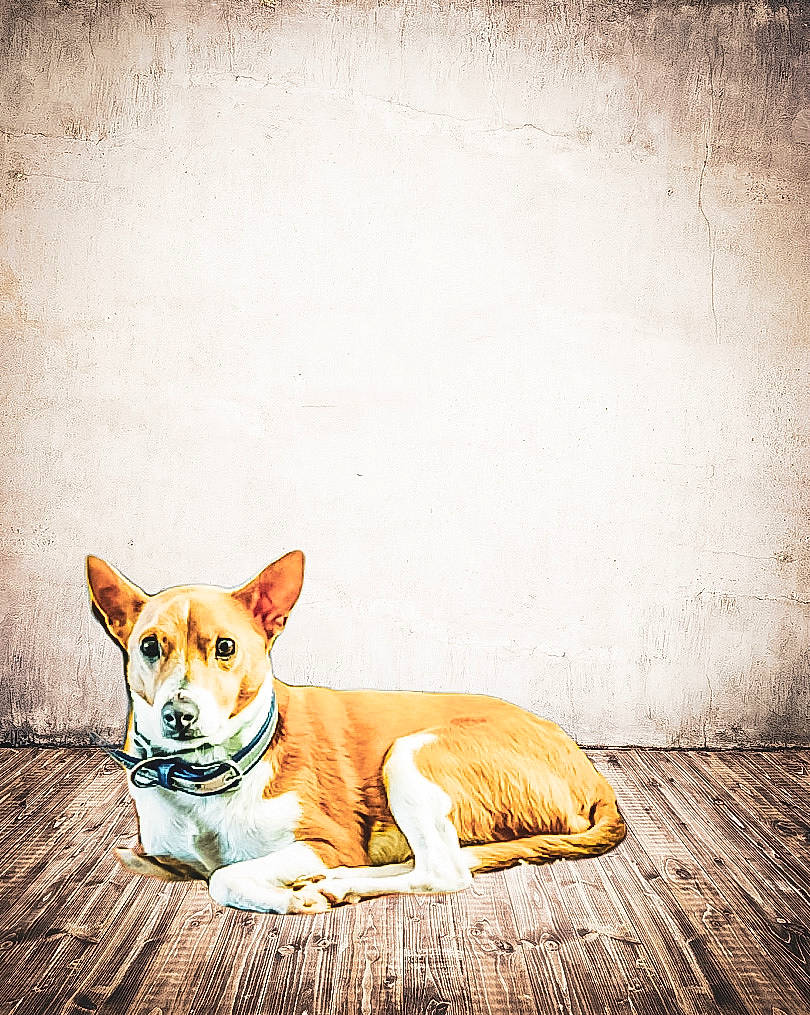 Jessie joined the competition — help win amazing prizes! basenji, canidae, cardigan_welsh_corgi, carnivore, cat, companion_dog, dog, dog_breed, ear, fawn, floor, french_bulldog, mammal, non_sporting_group, pembroke_welsh_corgi, snout, street_dog, tail, welsh_corgi, whiskers
