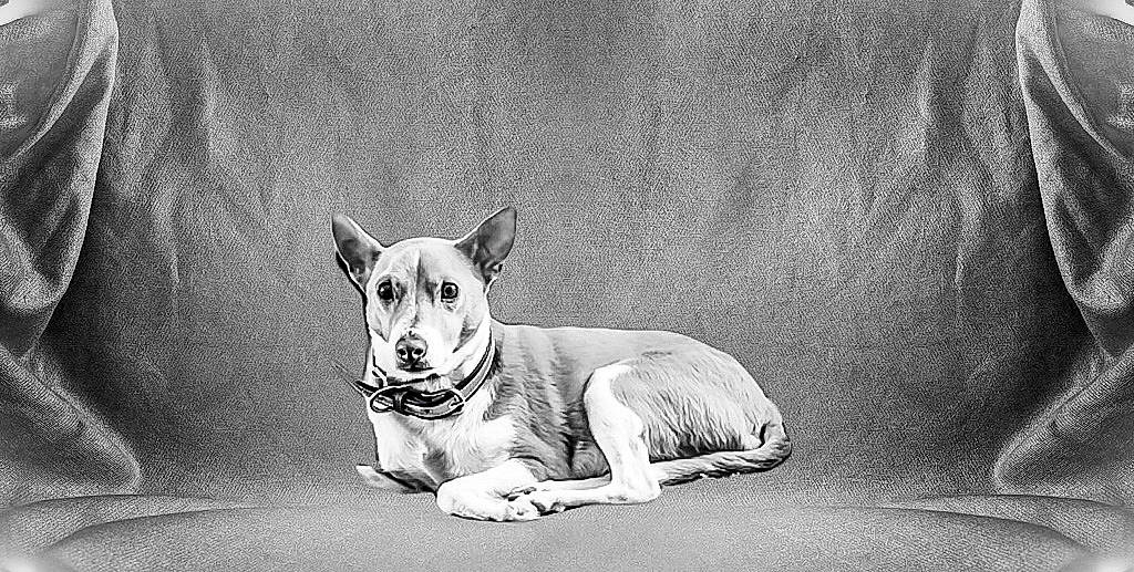 Jessie joined the competition — help win amazing prizes! american_staffordshire_terrier, ancient_dog_breeds, black_and_white, bull_and_terrier, bull_terrier, canidae, carnivore, companion_dog, dog, dog_breed, drawing, english_white_terrier, mammal, monochrome, non_sporting_group, snout, whiskers