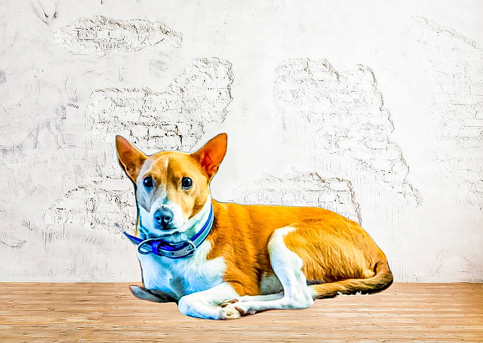 Jessie joined the competition — help win amazing prizes! aspin, basenji, canidae, canis, cardigan_welsh_corgi, carnivore, carolina_dog, companion_dog, dog, dog_breed, fawn, ibizan_hound, mammal, pembroke_welsh_corgi, snout, street_dog, vertebrate, welsh_corgi