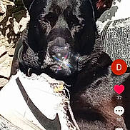 San Gohan participe au concours pour gagner de l'argent avec cette photo : dog, black_dog, sneaker, nike_shoe, shoe, sunlight, outdoor, stone_wall, plant, shadow, social_media, screenshot, user_interface, text_overlay, sparkle_effect, pet, animal, resting, closeup, portrait