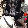 dog, black_dog, sneaker, nike_shoe, shoe, sunlight, outdoor, stone_wall, plant, shadow, social_media, screenshot, user_interface, text_overlay, sparkle_effect, pet, animal, resting, closeup, portrait